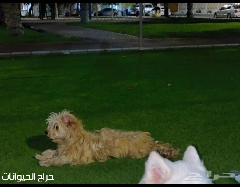 كلبه لبيع 