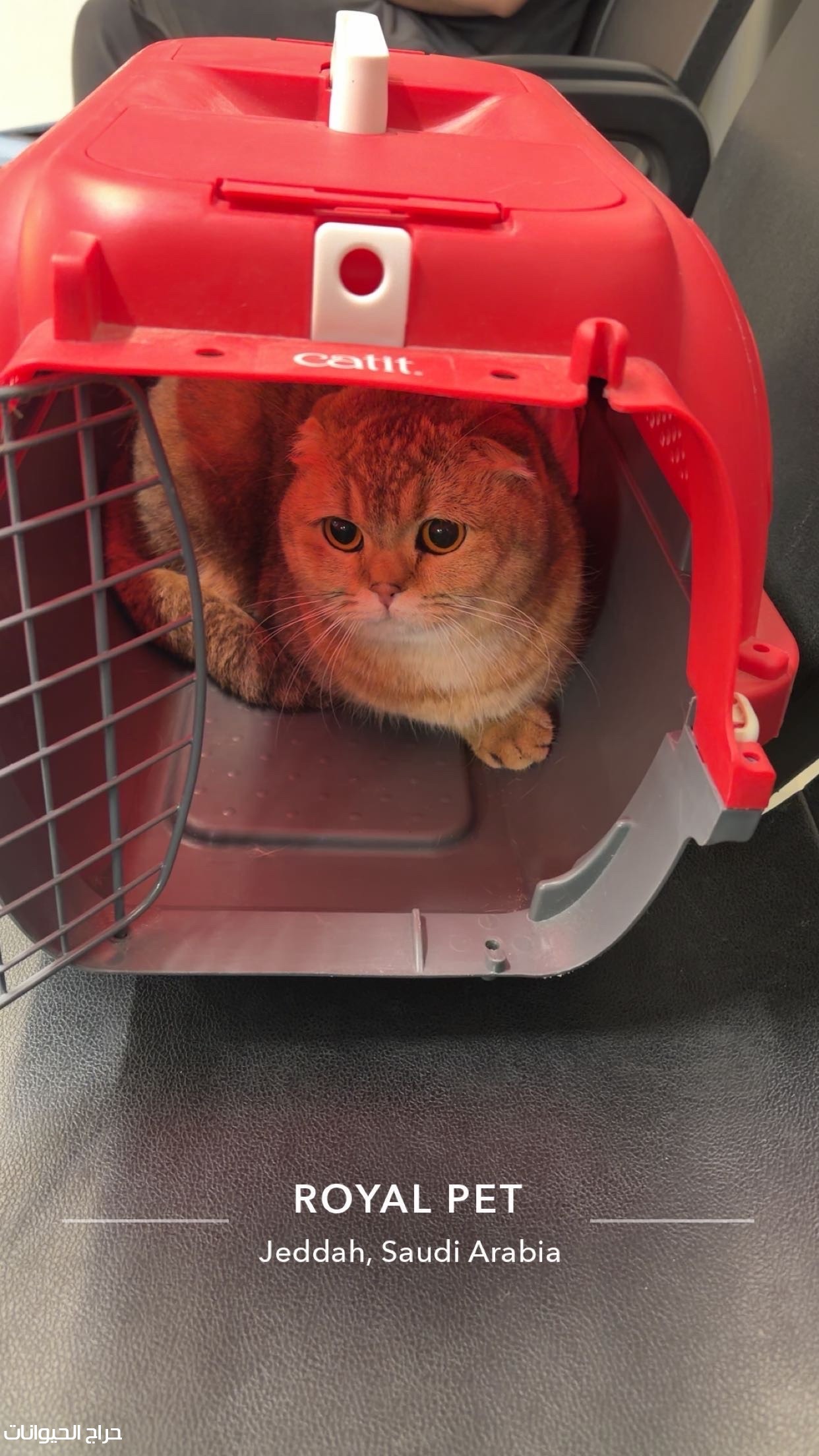 قطة سكوتش فولد بيور معقمة