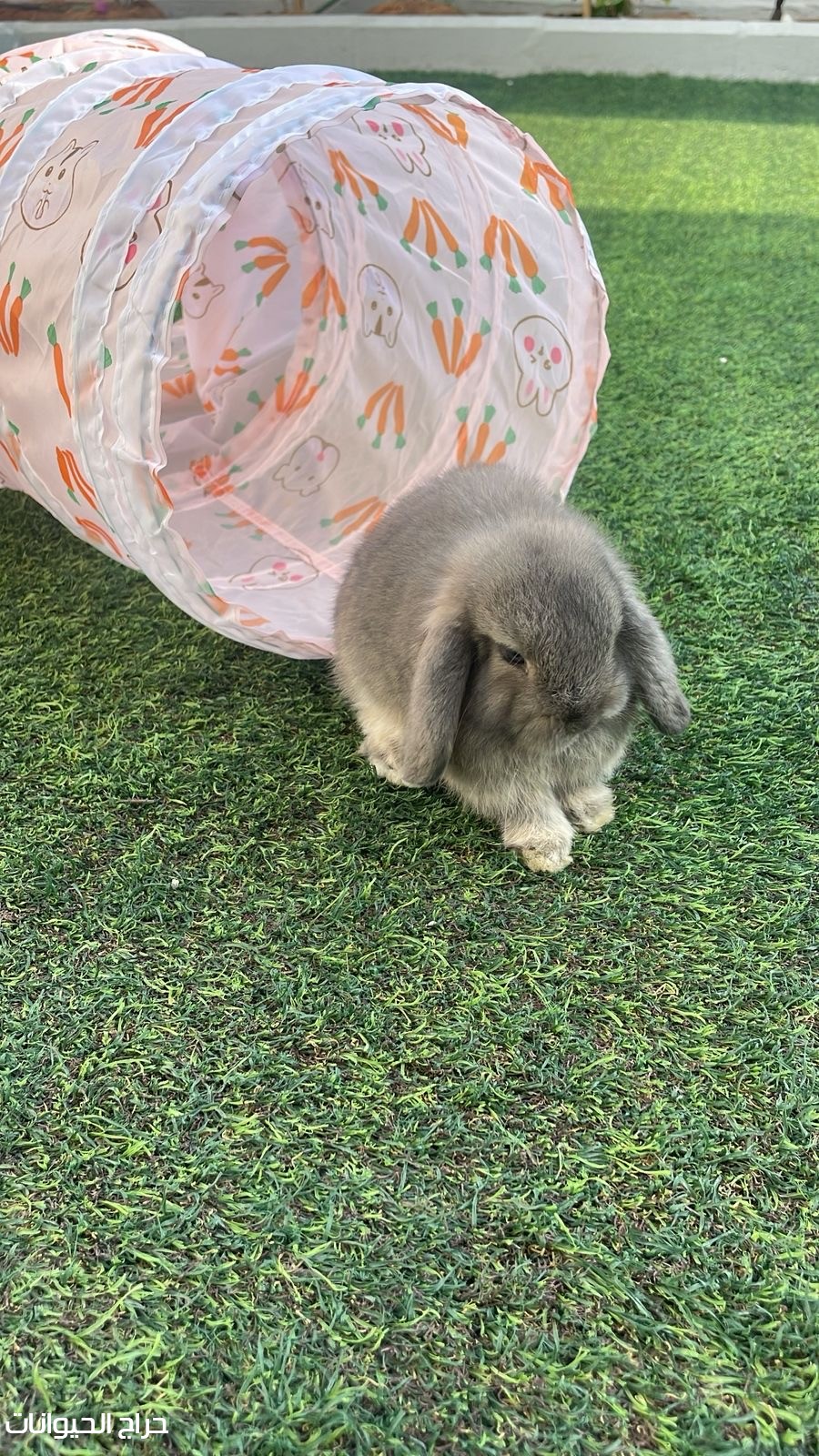 بيع ارنب هولاند لوب hollandlop