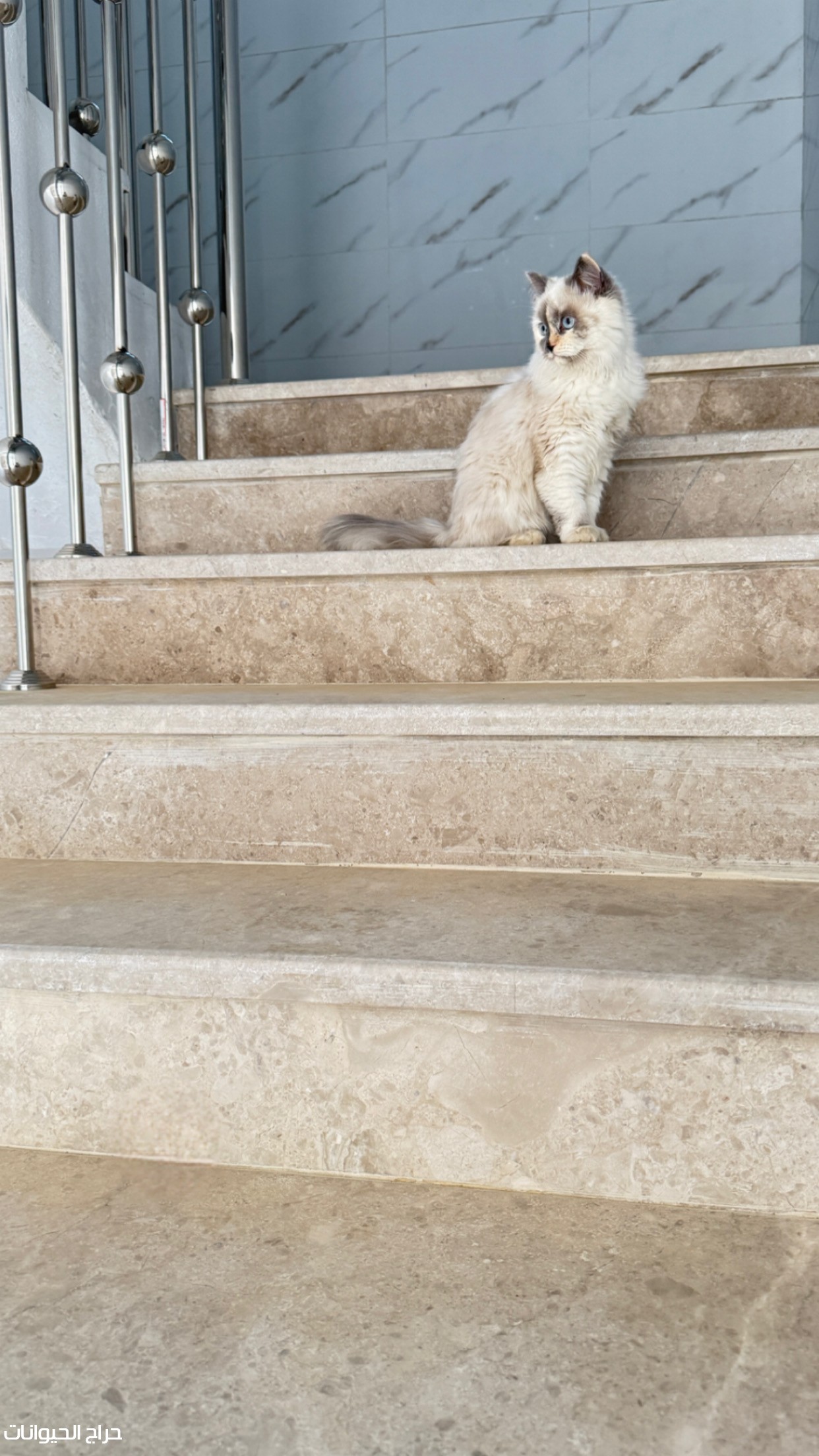 بسه راغدول 