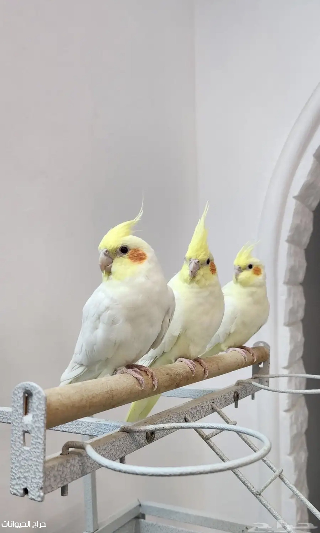 ببغاء كروان للبيع