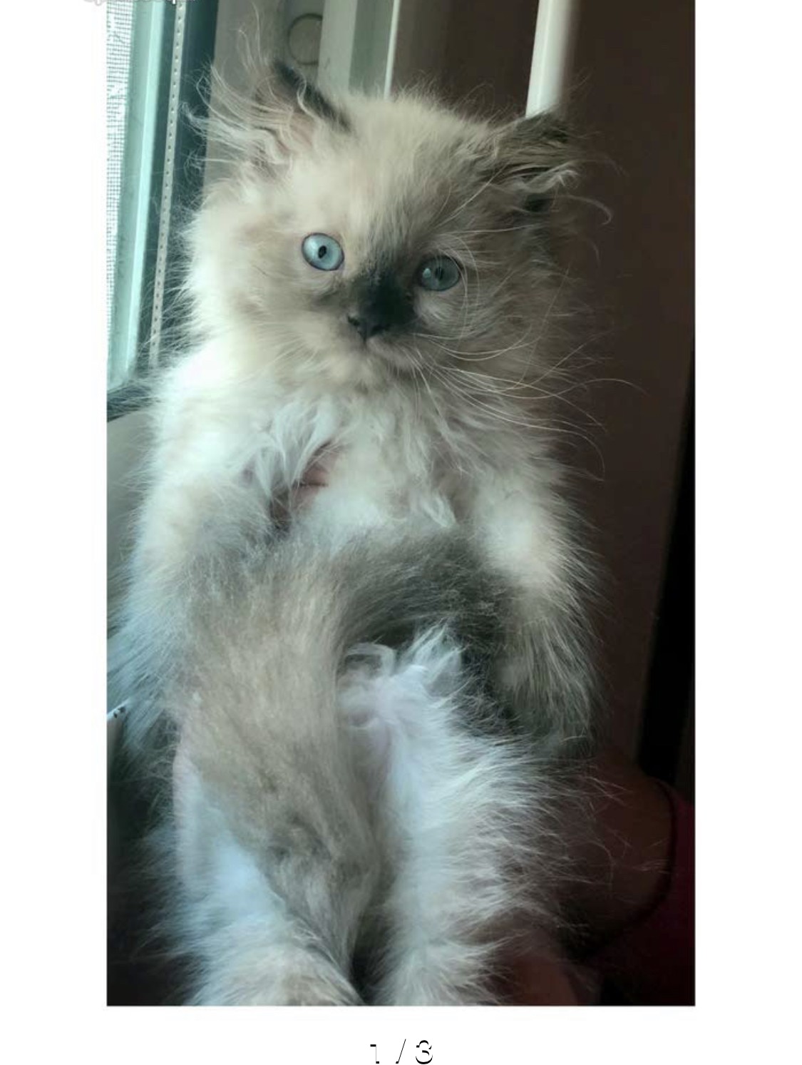 Baby Himalayan kitten