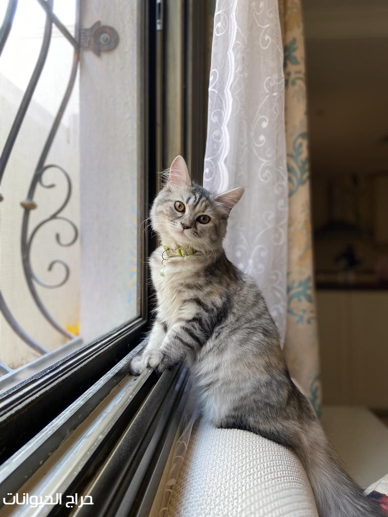 قطة شيرازي العمر ٣ شهور سليمة 
